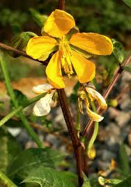 Image result for Rhynchosia congensis