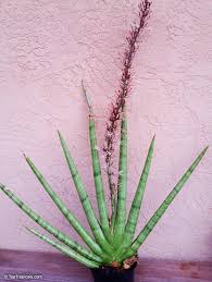 Image result for Cassia angolensis