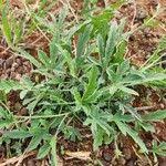 Image result for Cucumis ficifolius