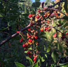 Image result for Maytenus