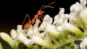 The queens can live for up to 30 years, and workers live from 1 ants may obtain nectar from flowers such as the dandelion, but are only rarely known to pollinate flowers. 9 Surprising Pollinator Species That Aren T Bees