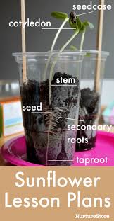 Sunflower Seed Growing Lesson For Children Nurturestore