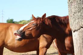 Bien Etre Animal Mieux Connaitre Le Cheval Pour Mieux L Apprehender Actualites Federales Accueil Sites Ffe Portail Ffe Découvrez votre cheval magazine 586 ! mieux connaitre le cheval pour mieux l