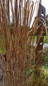 Cortenstahl Stecker Gluck Und Ziergras Rutenhirse Panicum In 2020 Ziergras Rutenhirse Gartenbau