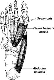 Managing Sesamoid Injuries Body Diagram Foot Exercises Feet Treatment