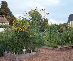 Too much nitrogen rich material can end up burning grow your own, how to be an urban farmer has a section on permaculture, plus heaps of useful information on growing your own edibles. Creating A Glorious Symphony In A Vegetable Garden The Permaculture Way