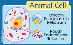 Smooth Endoplasmic Reticulum Smooth Animal Cell Pie Chart