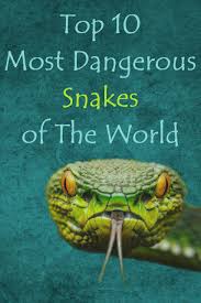 Maybe you would like to learn more about one of these? Top 10 Most Dangerous Or Venomous Snakes Of The World Top Ten List