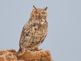 Image result for Bubo