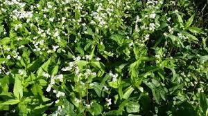 Image result for Fagopyrum snowdenii