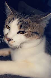 Does anyone know if the Vault is open this morning, Dec 31st? The landline  goes straight fo voicemail and nothing has been posted