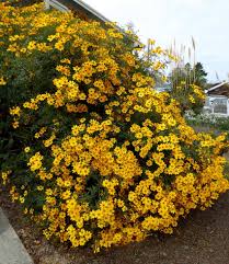 Image result for tagetes)