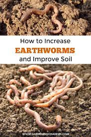 Where can i buy worms for my garden. How To Increase The Number Of Earth Worms In Your Garden Soil Gardening Channel