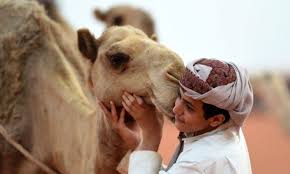 There is such a thing as a beauty pageant for camels. A Look Inside Saudi Arabia S Camel Beauty Pageants Scoop Empire
