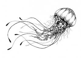 Free + easy to edit + professional + lots backgrounds. Jellyfish Images Free Vectors Stock Photos Psd