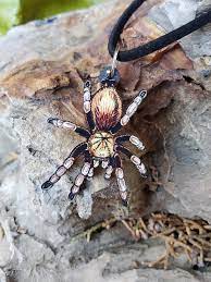 Tarantulas, us captive bred and born stock, click on the image for size and gender information. Arizona Blonde Tarantula Aphonopelma Chalcodes Etsy