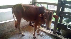 Ratusan lembu mati di dungun kerana harimau dungun: Assalamualaikum Lembu Jual Beli Lembu Kuala Terengganu Facebook