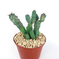 Image result for Euphorbia cooperi