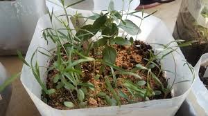Image result for Emicocarpus