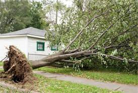 When your trees and lawn are pretty, the curb appeal of your home is on point. Tree Removal In Canton Ga Chipper Tree Service