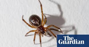 Just the female black widow is dangerous to people; Who S Afraid Of The Noble False Widow Wildlife The Guardian