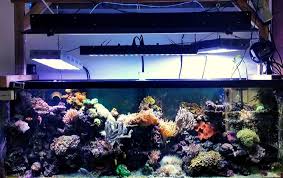 A Beginner S Guide To Lighting A Fish Tank 3 Things You Need Fishkeepup
