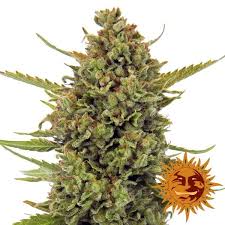 Airo pro bubba kush cartridge by harmony farms. Https Www Zamnesia Nl 1 00 2021 03 13 Daily Https Www Zamnesia Nl Content 12 Betaalmethoden 0 8 Daily Https Www Zamnesia Nl Content 13 Verzend Informatie 0 8 Daily Https Www Zamnesia Nl Content 17 Over Ons 0 8 Daily Https Www Zamnesia Nl