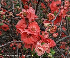 Image result for Chaenomeles