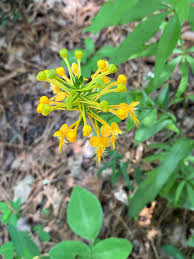 Image result for Orthochilus ruwenzoriensis