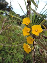 Image result for Xenostegia