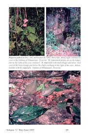 Image result for Begonia clypeifolia