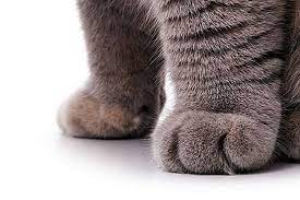 Jelajahi koleksi kucing, anjing, jejak gambar logo, kaligrafi, siluet kami yang luar biasa. Bagaimana Memperlakukan Kucing Dengan Paha Yang Bengkak 2021