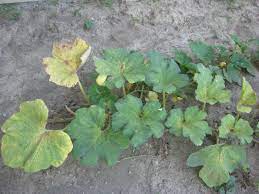 Free Plant Identification Plant Pests Squash Plant Plant Identification