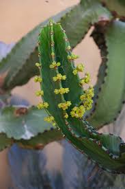 Cactus spines are required for making weapon poison+ (unf) potions at level 73 herblore. Cactus And Succulents Euphorbia Ingens