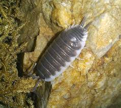 Porcellio hoffmannseggii – Isopod Ranch