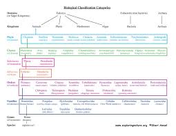 About Classification How It Works