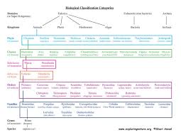 Genus Chart Trade Setups That Work