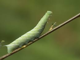 Check spelling or type a new query. Eyed Hawk Moth