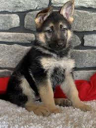 Our goal is to breed quality german shepherds that will be easy to train, calm, and well mannered. Oylbq9v Flbclm