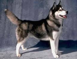Husky Ozellikleri Husky Cinsi Kopekler Alaska Kurtlari Ailesindendir Huskyler Gercek Bir Kope Siberian Husky Training Siberian Husky Dog Brown Siberian Husky