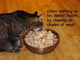 Making Cat Food By Lisa A Pierson Dvm Homemade Cat Food Cat Food Recipes Homemade Cat Food Raw Cat Food Recipes Cat Food Bowl