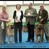 Bullmastiff puppies grow to be massive and powerful dogs, capable of knocking down any household intruder. Https Encrypted Tbn0 Gstatic Com Images Q Tbn And9gctf9l4z4o3p 96rxvzwrot N1ozgnloptngpy8cgc2qeerpdpon Usqp Cau