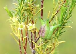 Image result for Syncolostemon bracteosus