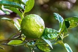 Kaffir lime and jeruk limo are same green, small and very flavourful. Khasiat Jeruk Limau Ternyata Ampuh Bikin Penyakit Ini Rontok