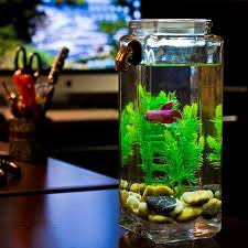 No Clean Aquarium Acrylic Fish Tank Freshwater No Filter Betta Aquarium Glass Fish Tanks Fish Tank