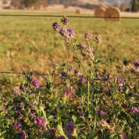 Image result for Anthephora pubescens