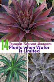 14 Mangave Plants For Sunny Gardens Plants Evergreen Plants Plant Photos