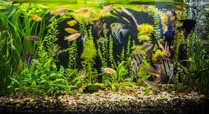 Now that the tank has been fully set up, you must cycle the aquarium in order to make it safe for fish. How To Set Up A Tropical Fish Tank Swell Uk