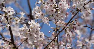 Check spelling or type a new query. Almond Tree Close Up Flowering Fruit Stock Footage Video 100 Royalty Free 1028655614 Shutterstock