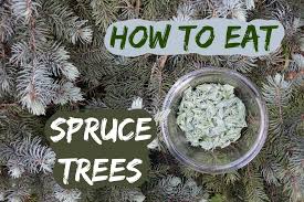 How To Eat A Spruce Tree Picking And Using Spruce Tips Youtube